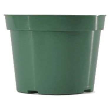 BLD 06.00 AZ GRN 300/CS 48CS/PL 692107