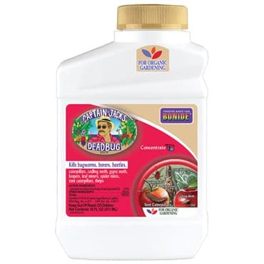 Captain Jacks Pt Dead Bug Brew Concentrate